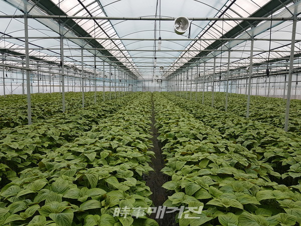 시설 깻잎 (사진-제주특별자치도농업기술원)
