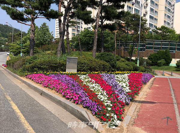목포시는 자체 육묘장에서 가꾸어 온 가을꽃 20만본을 활용해 관내 27개소 5,050㎡ 화단과 15개소 대형화분에 계절 초화를 식재하고 68개소 녹지대, 도시숲, 42개소 도시공원에 제초 작업과 병해충 방제 등을 실시한다.(사진_목포시청)