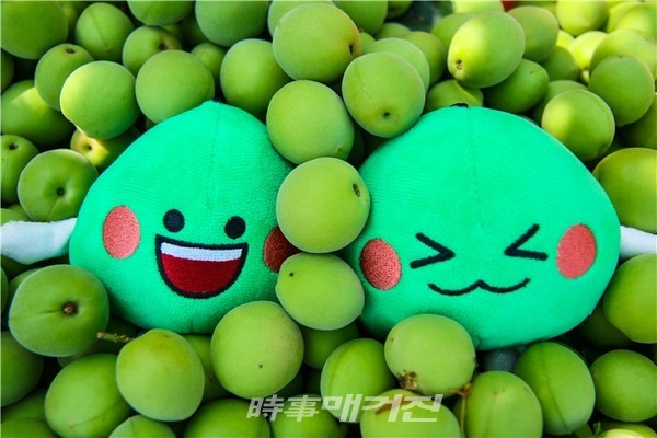 광양시가 코로나19 장기화에 따른 2년 연속 매화축제 취소로 타격을 맞은 매실농가의 소득 보전을 위해 실시간 동영상으로 상품을 판매하는 라이브커머스 플랫폼‘네이버 쇼핑라이브’를 통해‘라이브 매화장터’를 연다고 밝혔다.