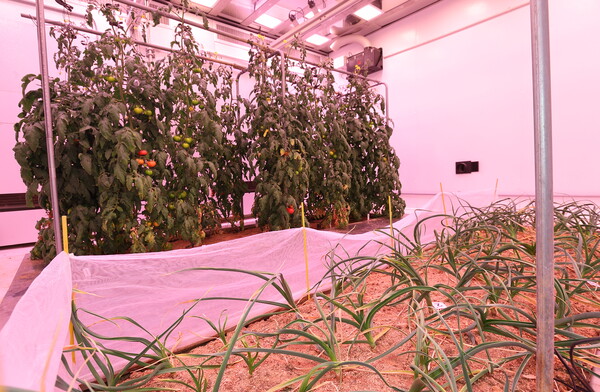 채소생육데이터센터의 토마토와마늘 재배모습(사진-농진청)
