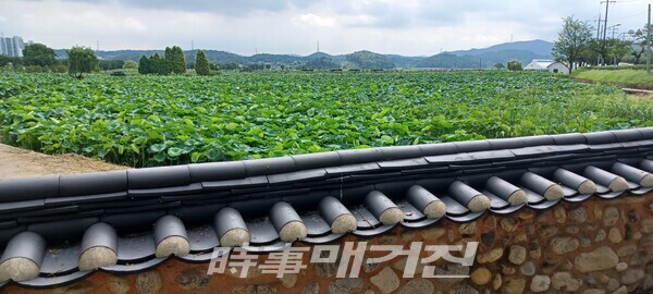 관곡지 밖 연꽃테마파크(사진_안나겸 기자)