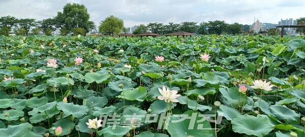 관곡지 인근 당홍(연꽃) 연못군(사진_안나겸 기자)
