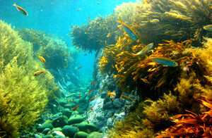 [인터뷰] AI도 해결 못한 그것, '씨놀'에서 답을 찾다 - 뉴스 썸네일 이미지